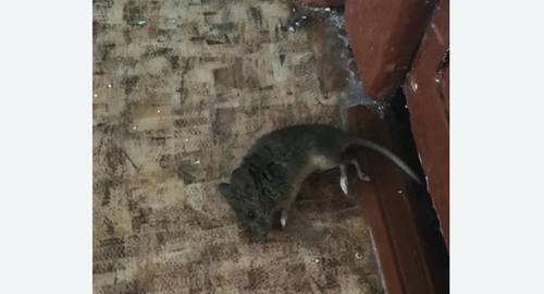 Дезинфекция от мышей в Суровикино