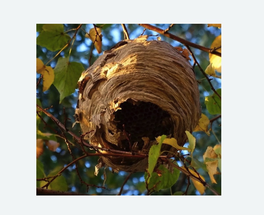 Обработка от шершней в Суровикино