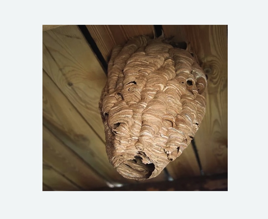 обработка от шершней в Суровикино