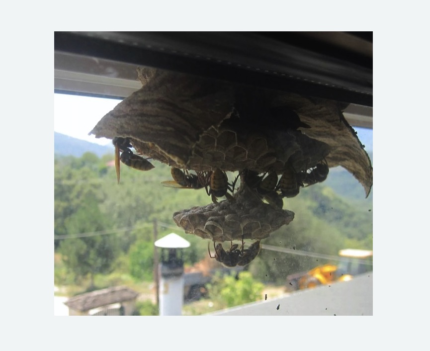 Уничтожение гнёзд шершней в Суровикино