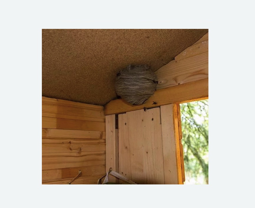 Обработка от ос в Суровикино Обработка от ос