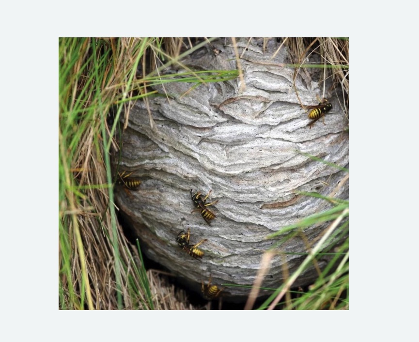 Уничтожение ос и ульев Уничтожение ос и ульев в Суровикино